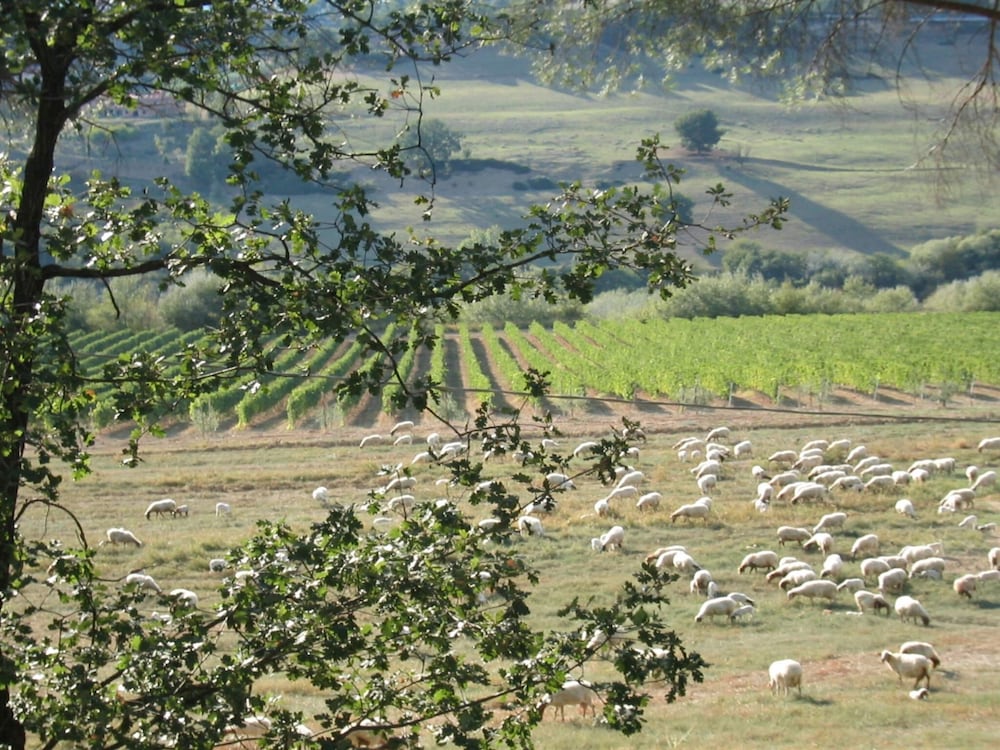 Villa in Lazio With Pool and Vineyards view 4