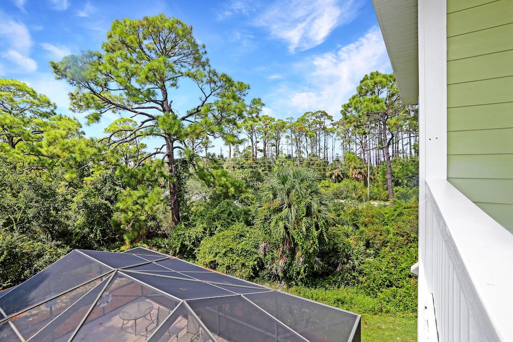 Cape Palms