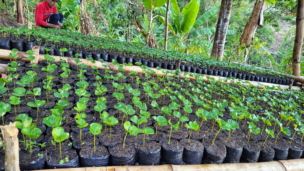 Minca Sintropia Organic Coffee Finca