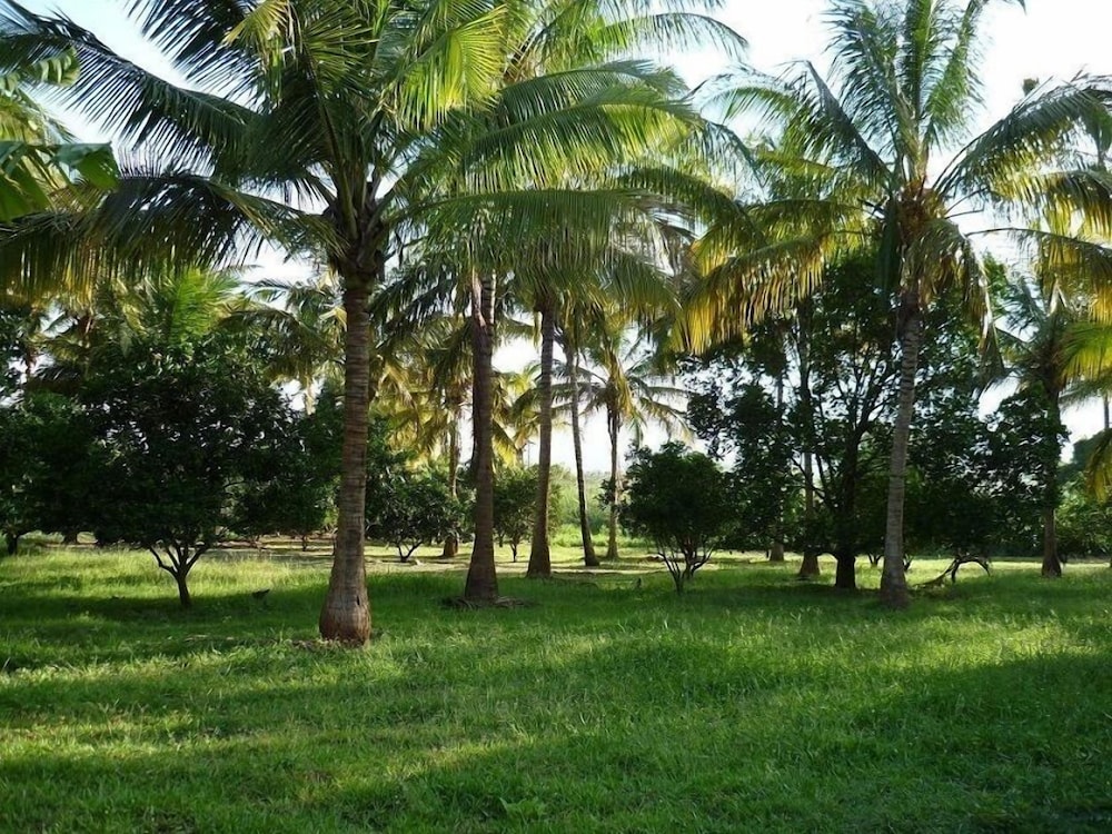 Simbamwenni Lodge and Camping