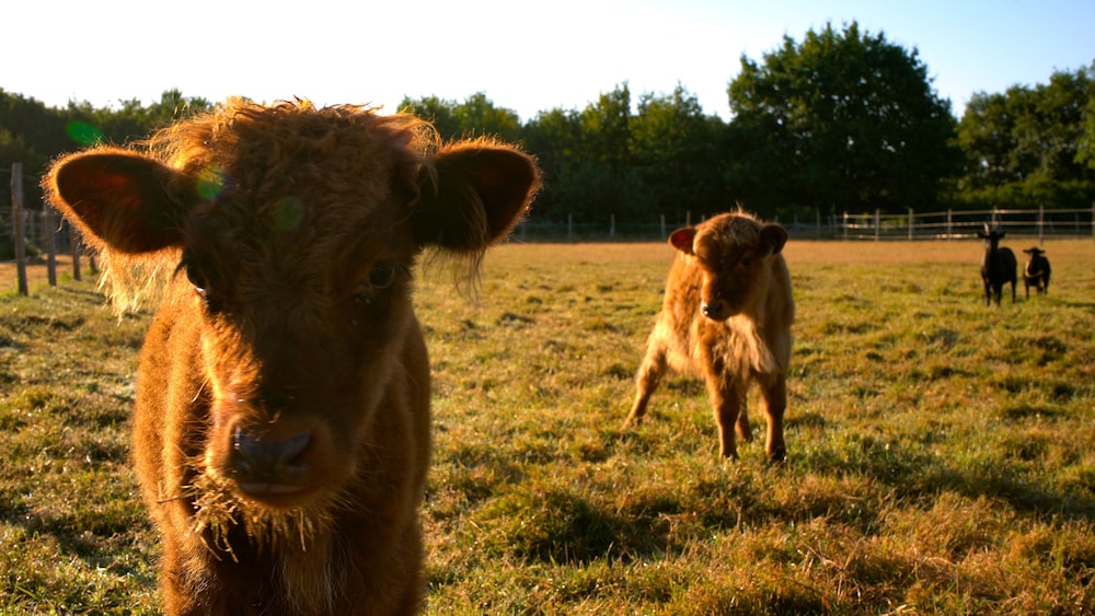 Les P'tites Maisons dans la Prairie