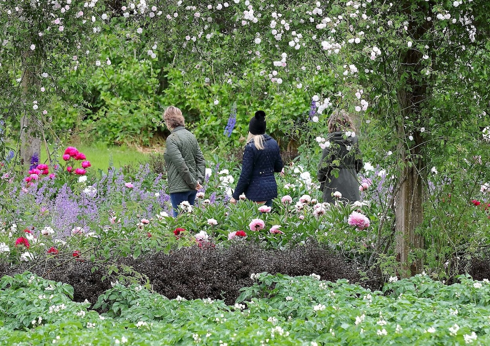 The Forest at Mount Congreve Gardens