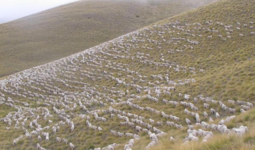 Dunstan Downs High Country Sheep Station