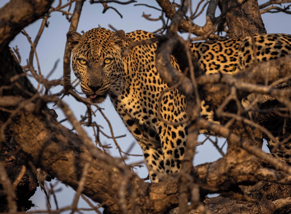 Ximuwu Safari Lodge