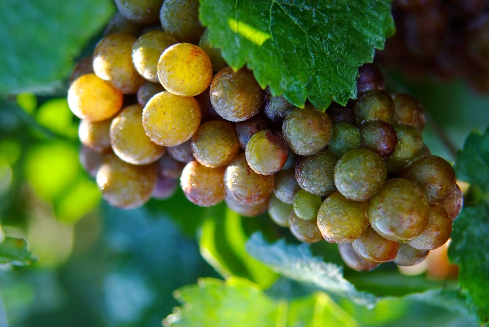 Niagara-on-the-Lake Vacations - The Shaw Club Hotel - Property Image 65