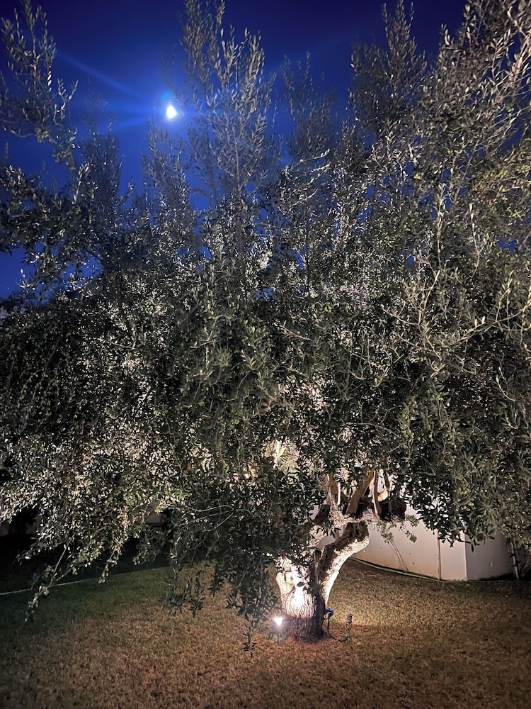 Dar El Musc