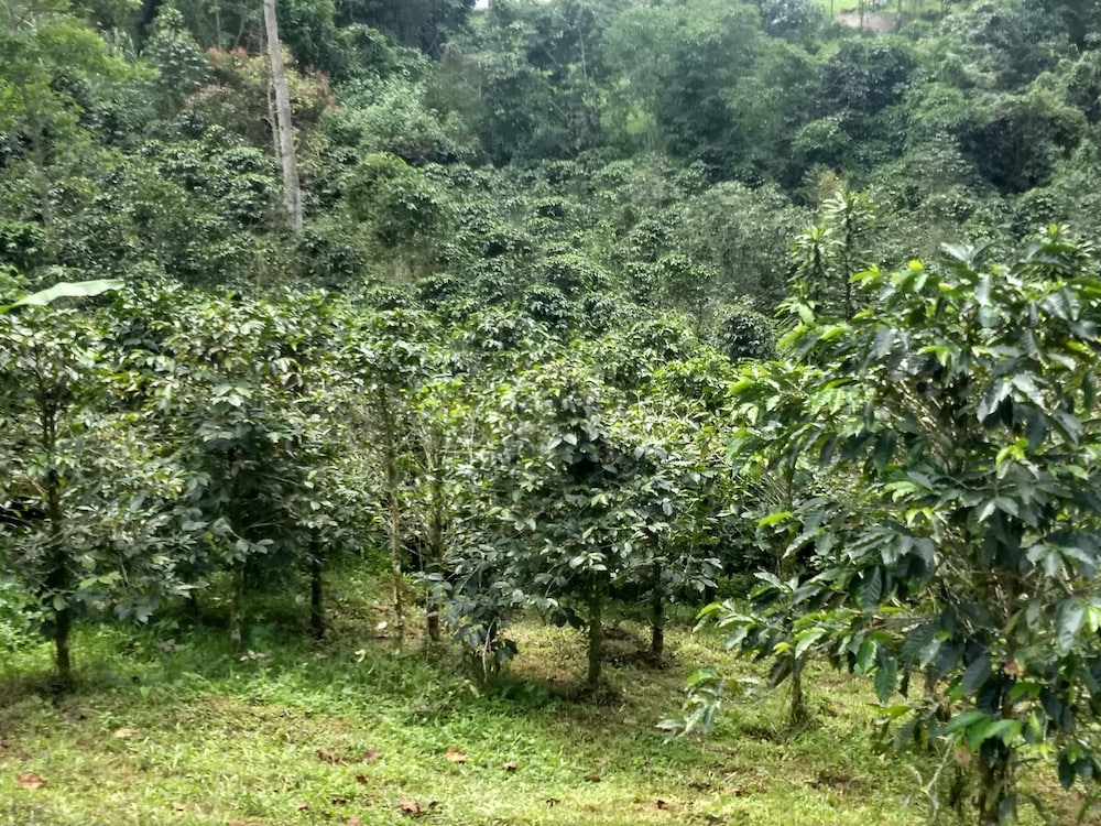 Bhakti Coffee Farm