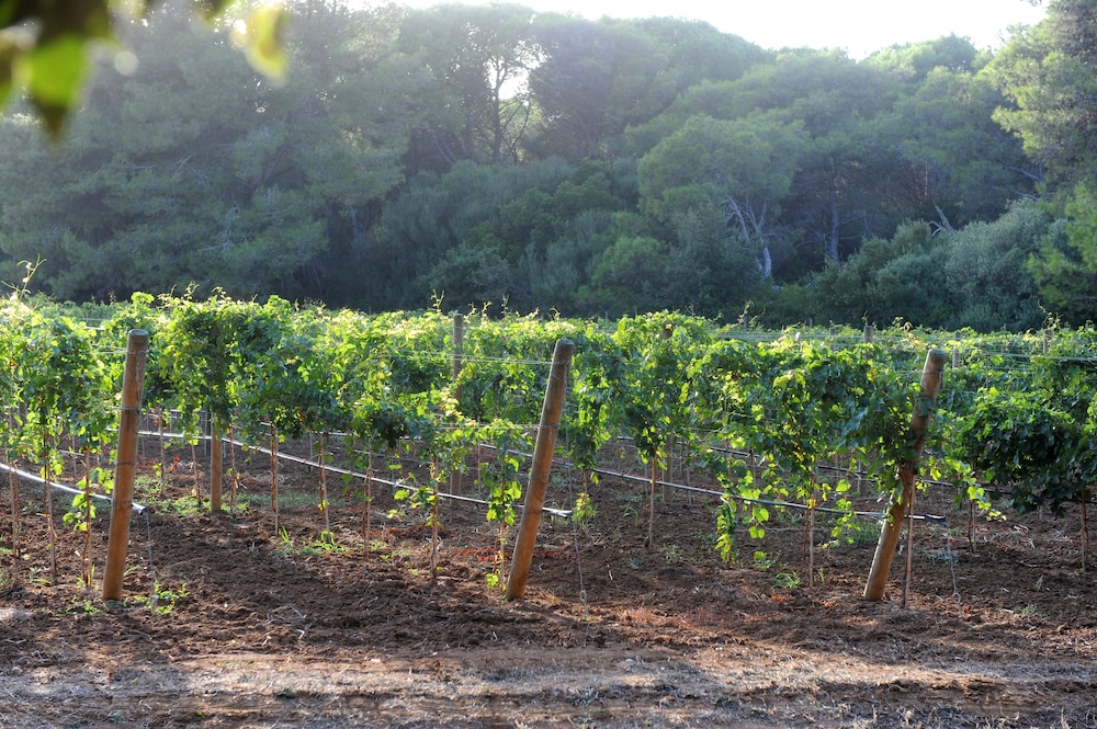Tenuta Vigna Corallo