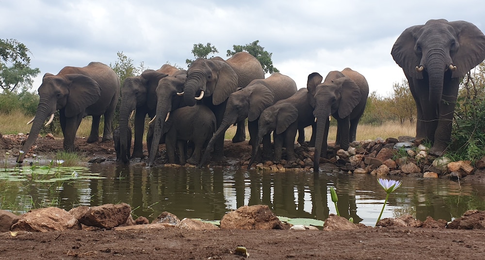 Antares Bush Camp & Safaris - Hostel
