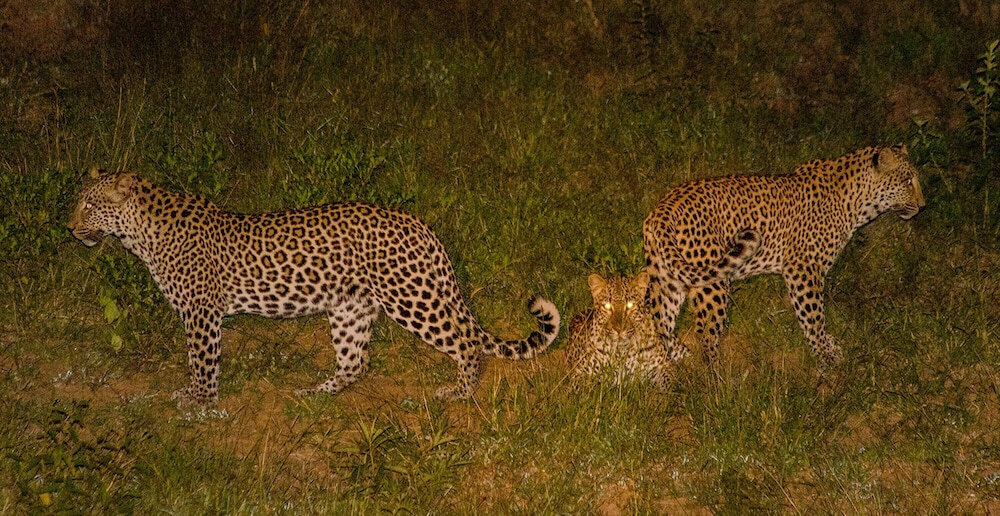Elandela Private Game Reserve & Luxury Lodge