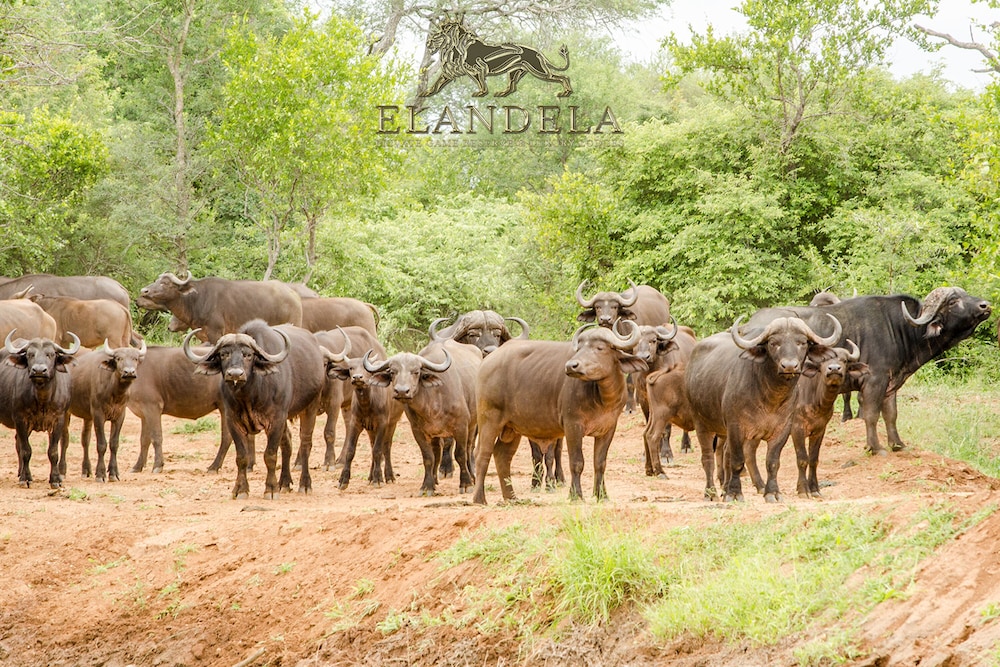 Elandela Private Game Reserve & Luxury Lodge