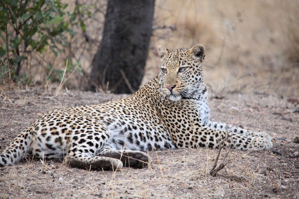 Karongwe - River Safari Lodge