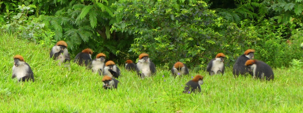 Udzungwa Forest Camp