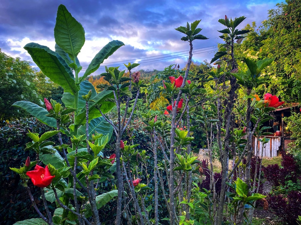 Casa Agrreste Bed & Breakfast