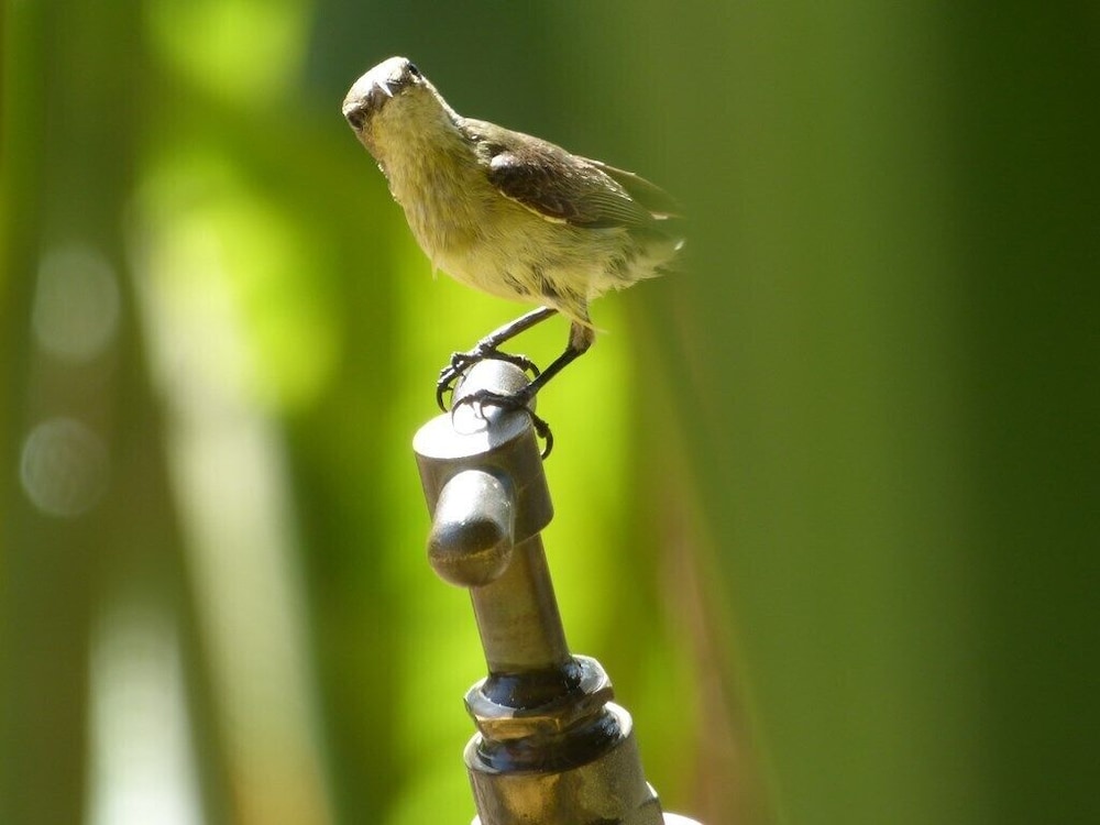Photo 44