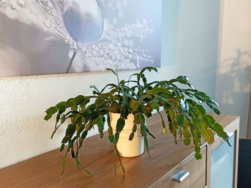 Dresden Vacations - Holiday Apartment Coffee Mill - Property Image 2