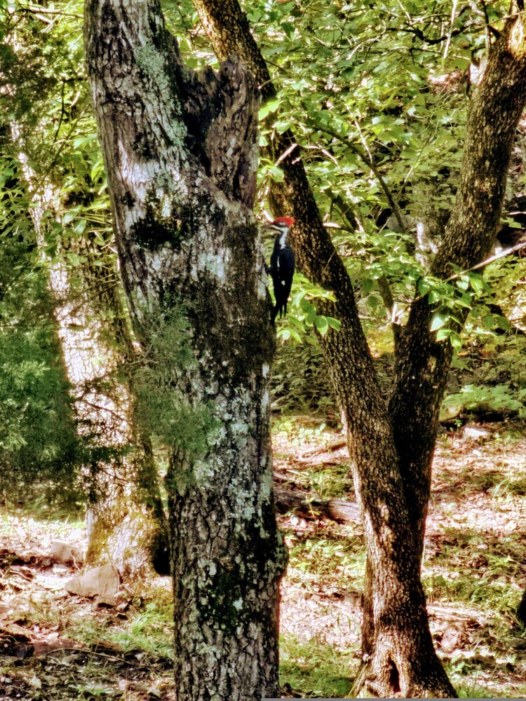Whispering Hollow in Eureka Springs