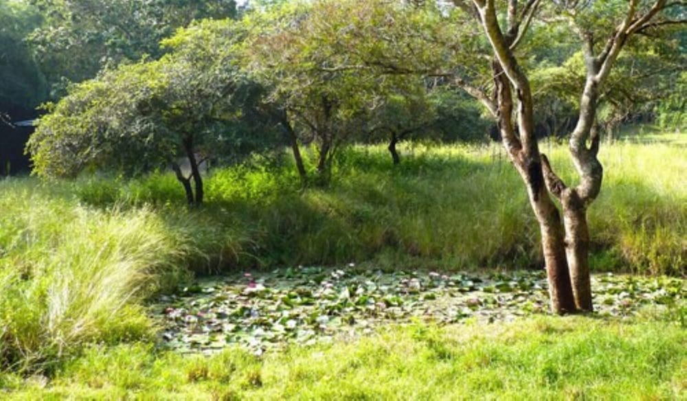 Jungle Hut Resorts