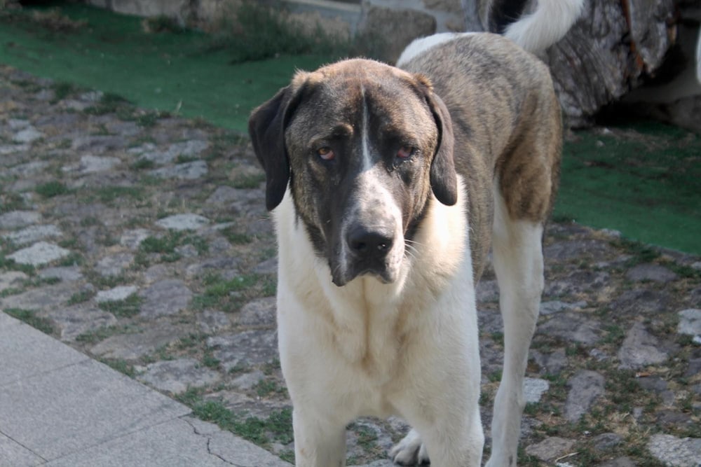Photo 44