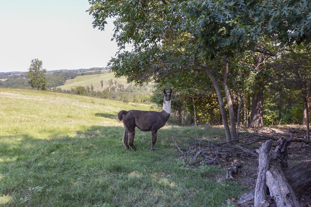 Omaha Vacations - Llama House - Property Image 9