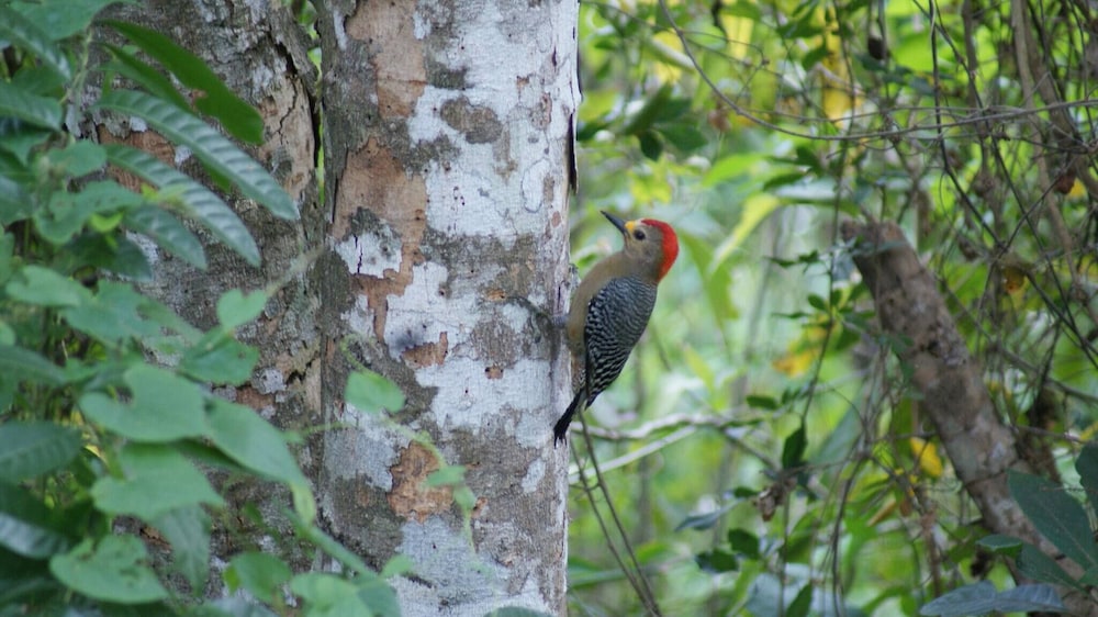 Mini Pini Birdwatching and Cenote Loft4 you Only