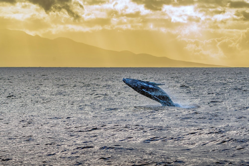 Lauloa 410 - Top Floor, Oceanfront Lanai, Molokini & Halaeakala Views, Split A/C