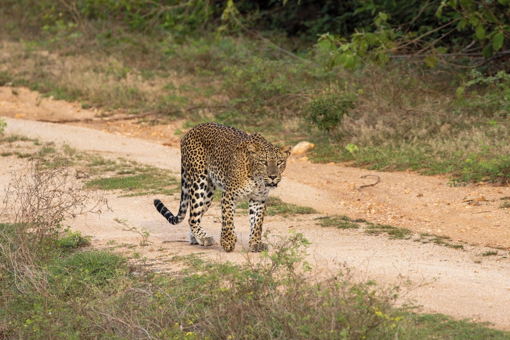 The Den at Yala
