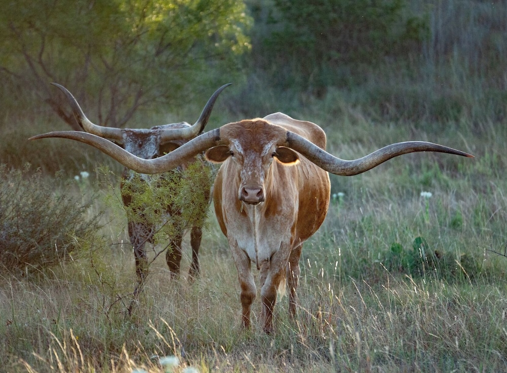 Champion Ranch