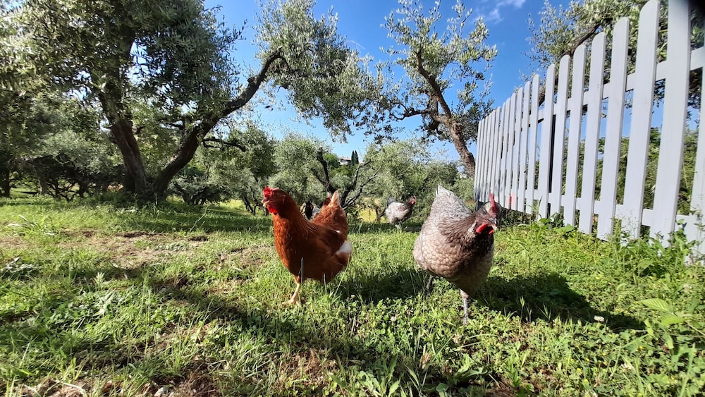 Immaculate 1bedroom Apartment in Ortezzano view 4