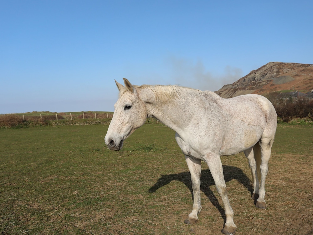Bwthyn Gwenyn Yr Haf