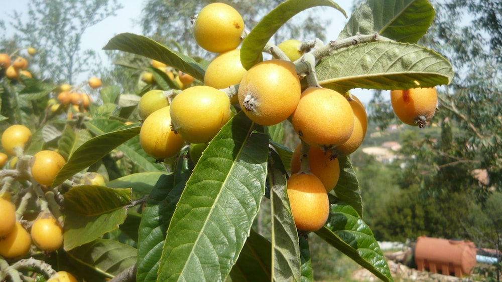Li Muntigeddi