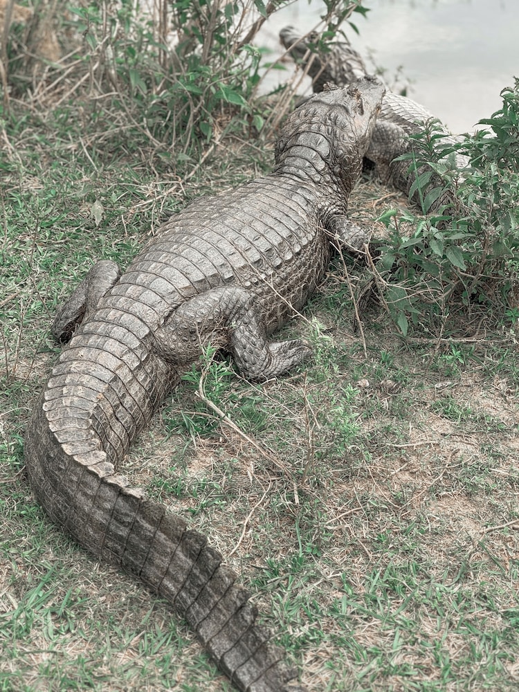 Wild Wetlands Lodge