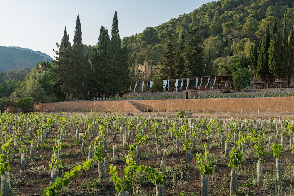 Rondaia Boutique Vineyard Stay – Mallorca, Tramuntana view 5