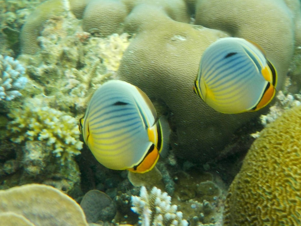 Vaali Maldives Island Escapes & Dive