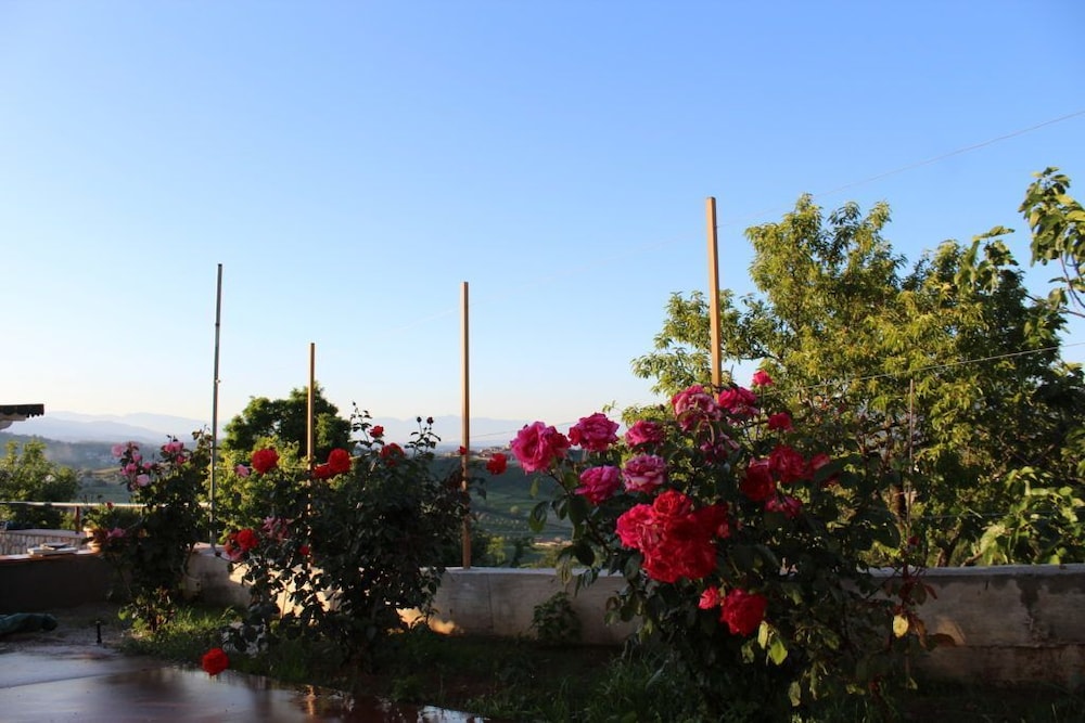Photo 45
