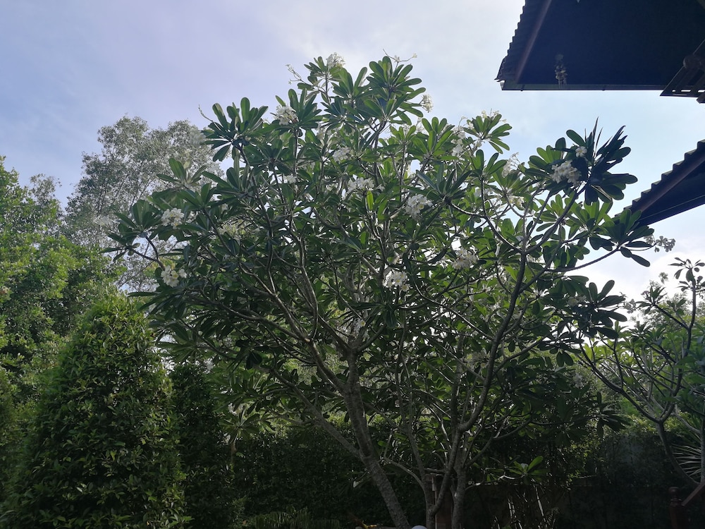 Kumkhumsriwangchai Amphawa