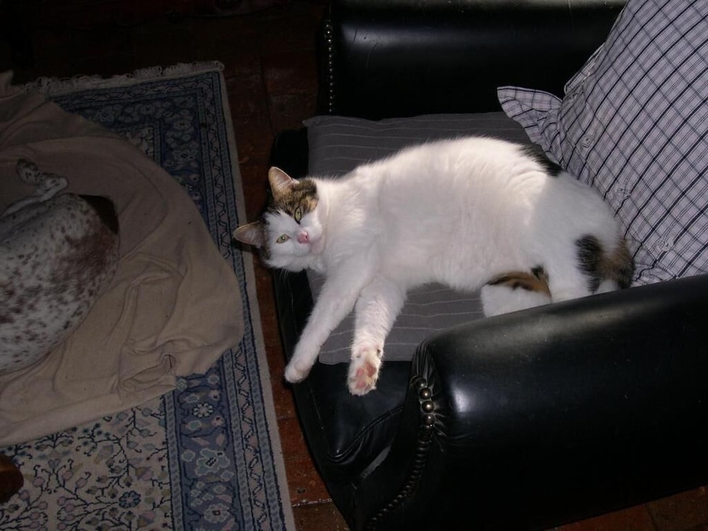 Photo 29