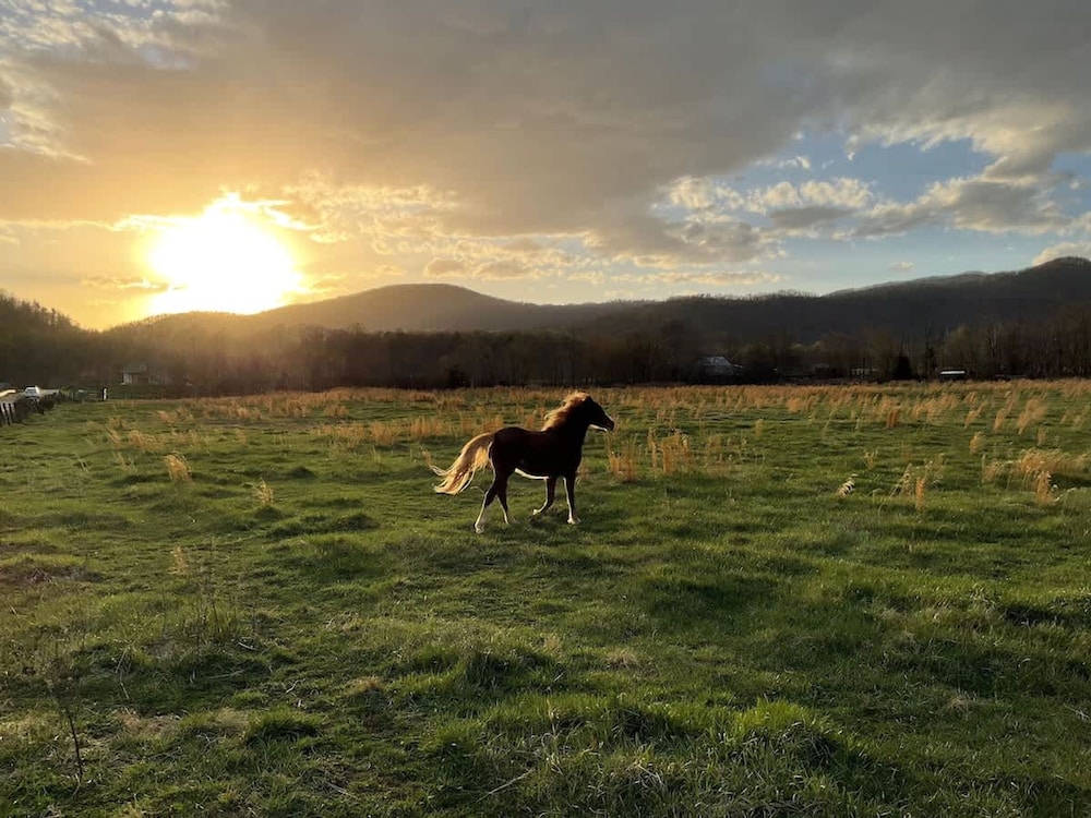 Blue Ridge Beech Cabin