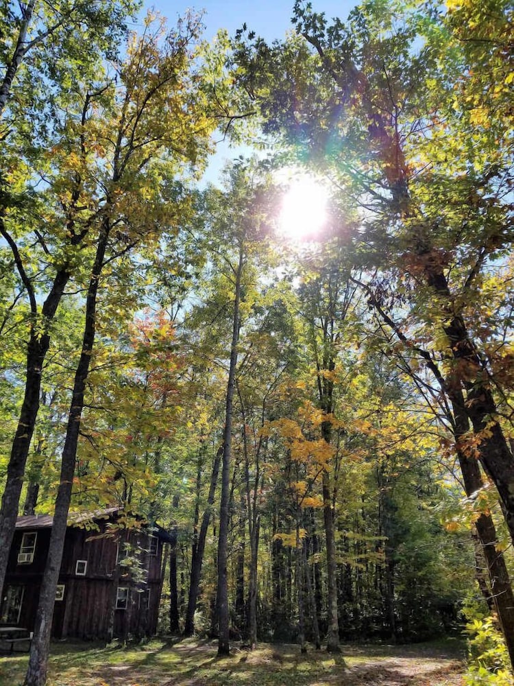 Shire In The Woods
