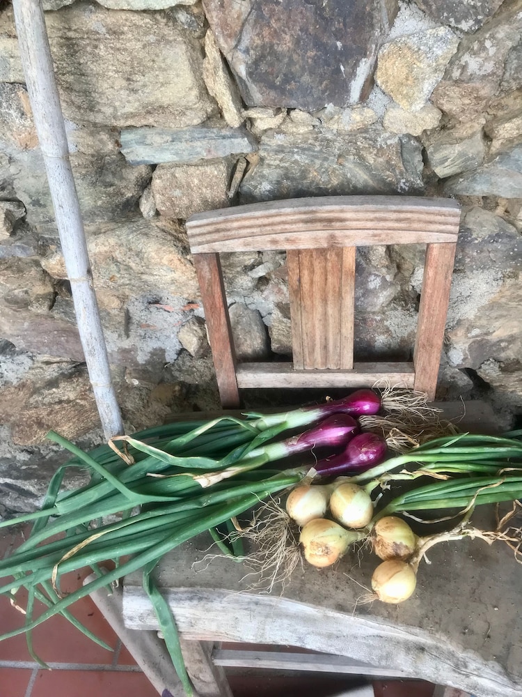 breakfastunderatree