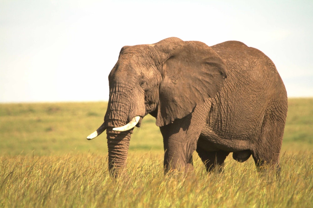 Spirit Of The Masai Mara