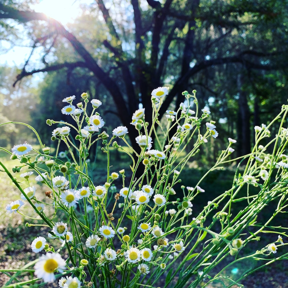 Comfy Camping At The Forge - Property Image 5