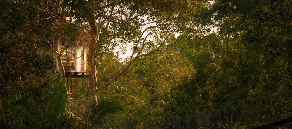 Treehouse Lodge