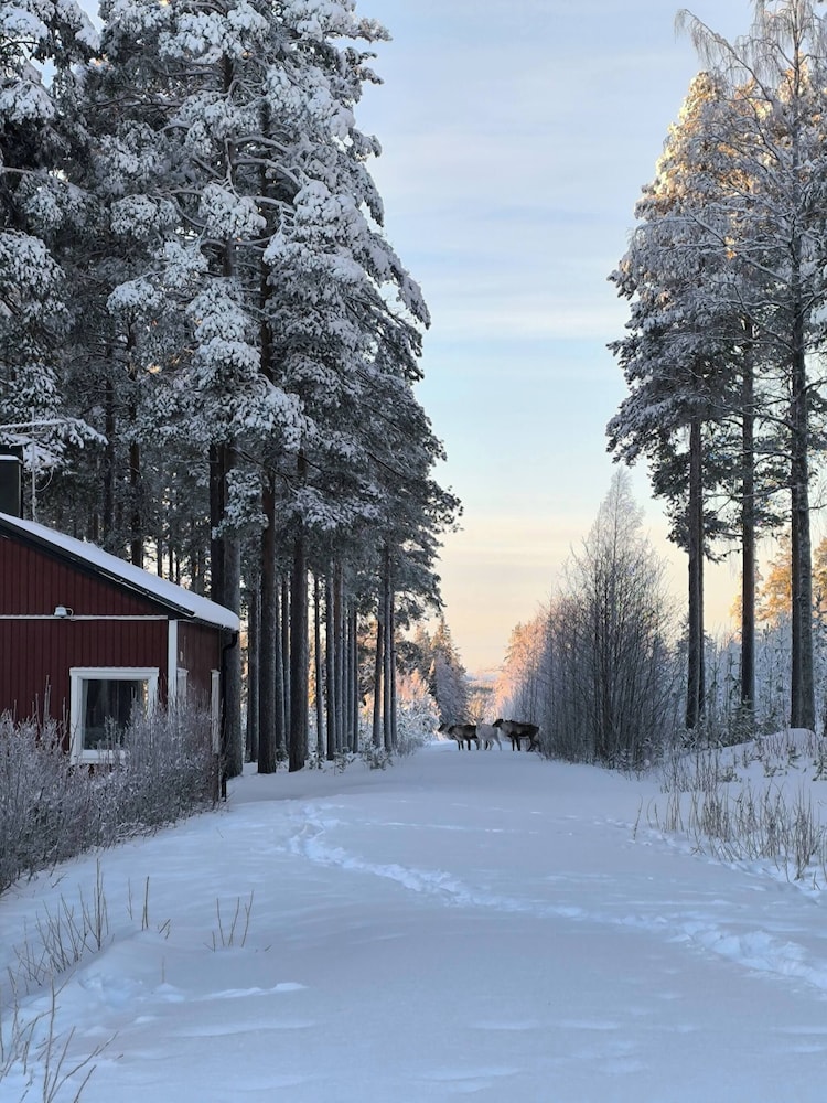 Lapland Pure Nature and More!