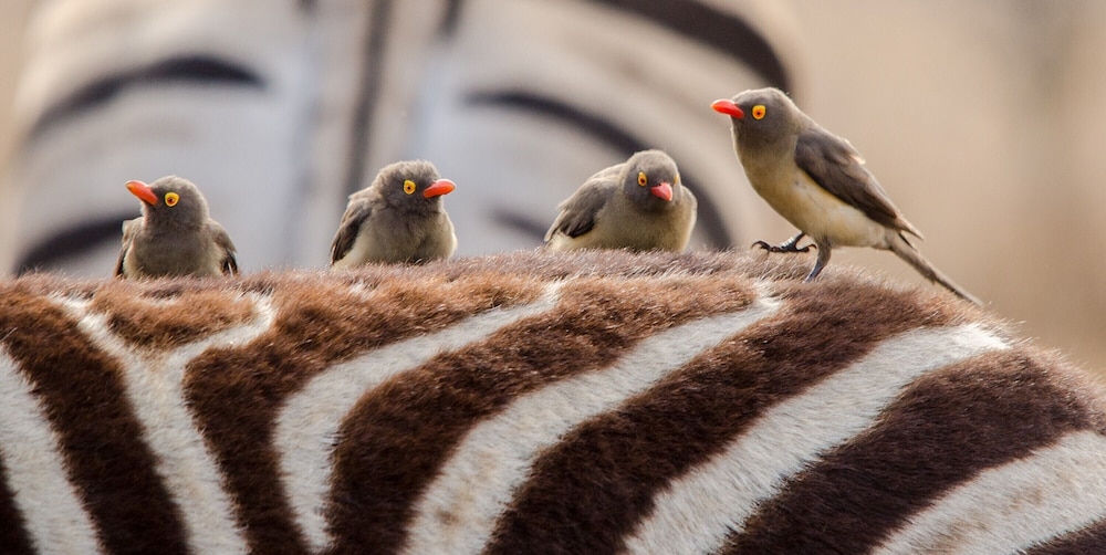 Elandela Private Game Reserve & Luxury Lodge