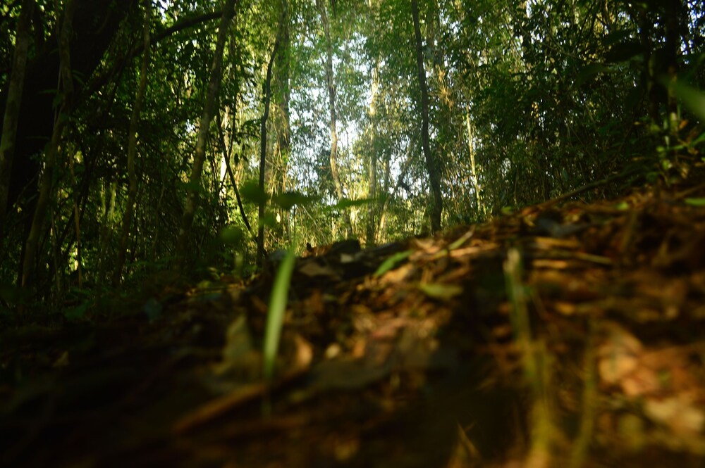 Coati Lodge