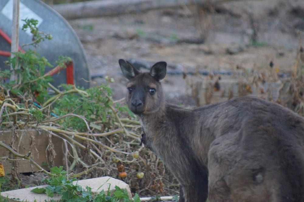 Lindsays of Kangaroo Island