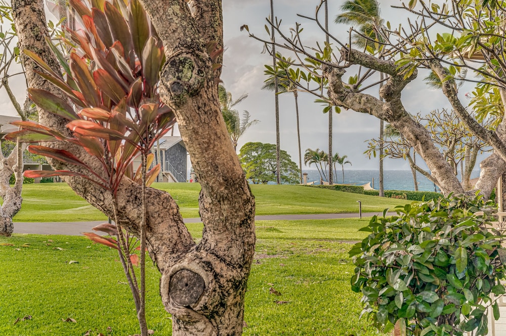 Napili Shores C117 Condo by Redawning - Image 3