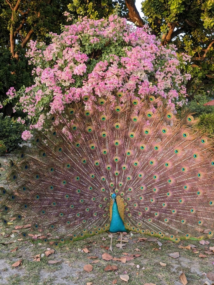 Quinta Pavo Real by Acomodo