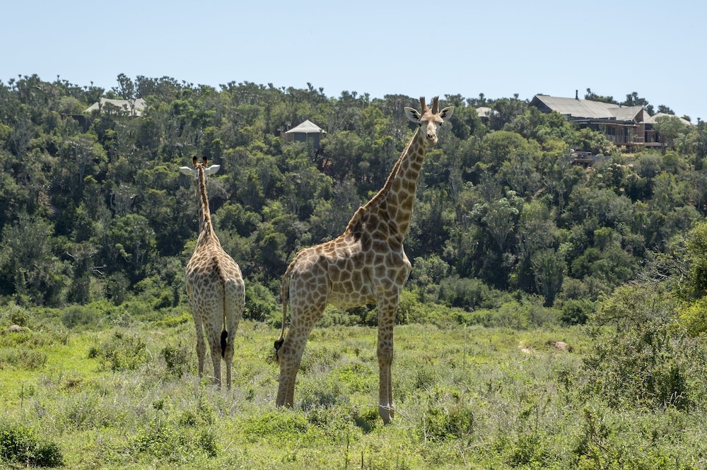 Kariega Game Reserve Settlers Drift